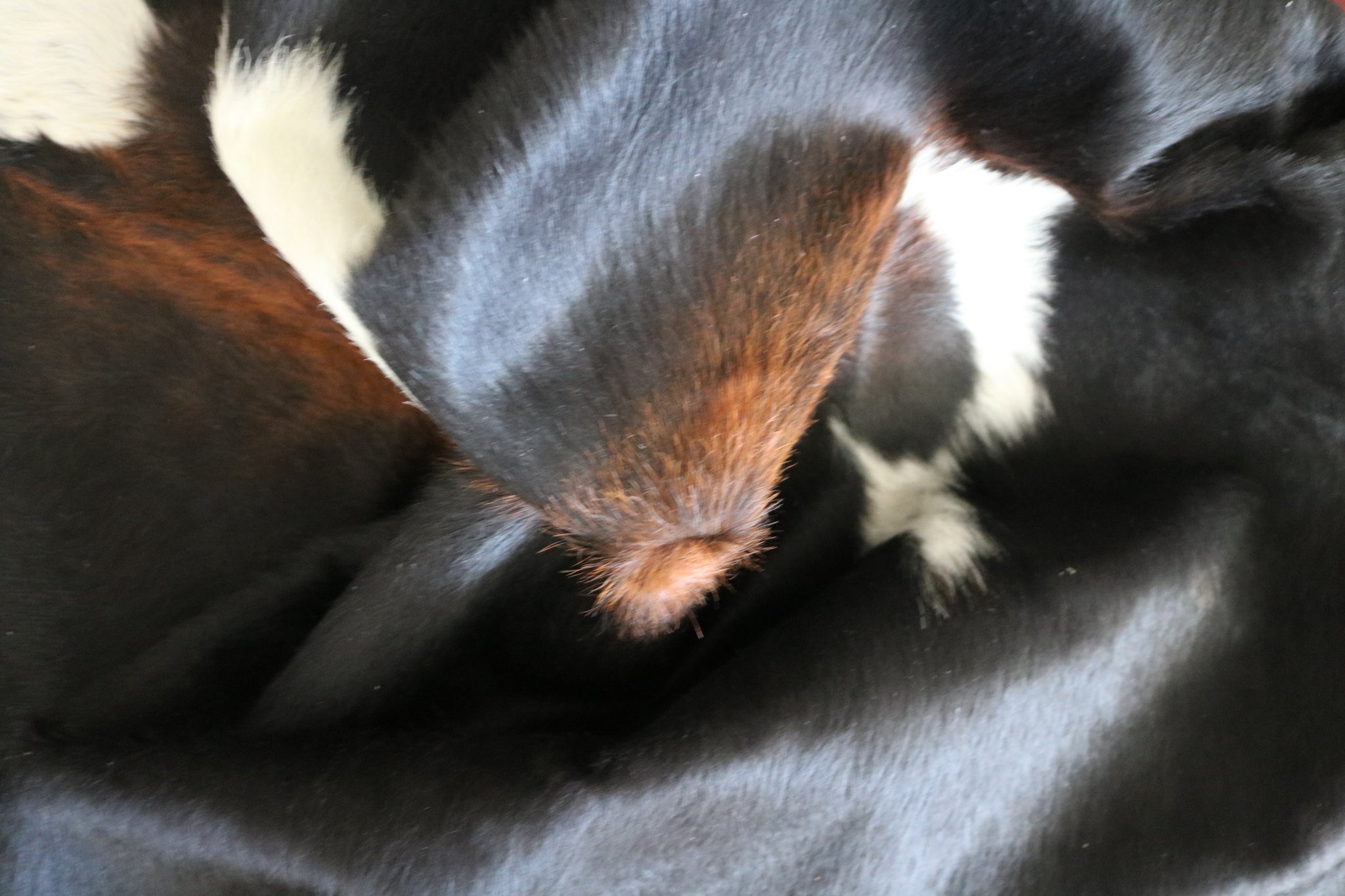 99587- Cowhide Rug -  Premium Collection