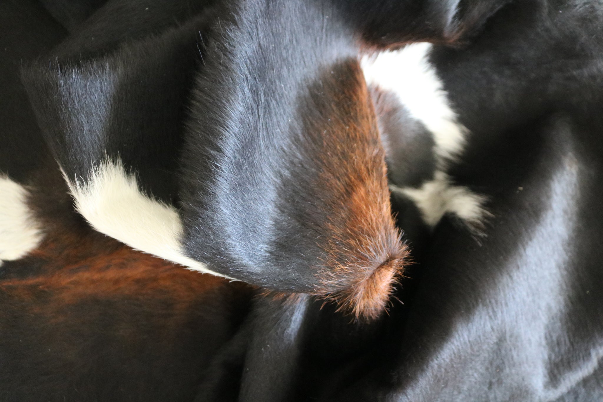 99587- Cowhide Rug -  Premium Collection