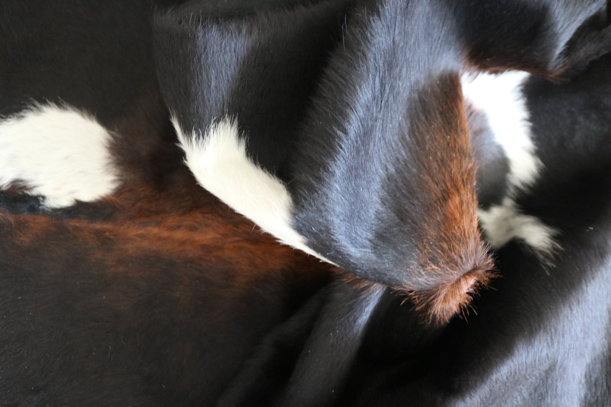 99587- Cowhide Rug -  Premium Collection