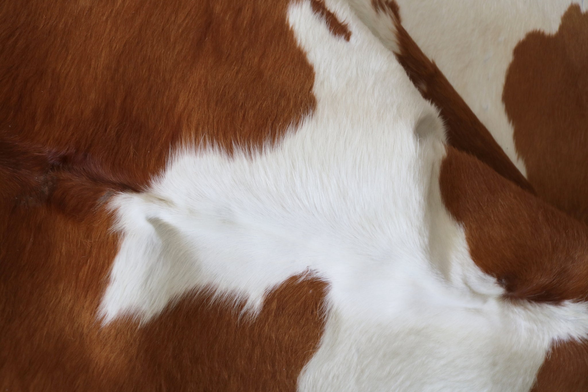 200539- Cowhide Rug BROWN & WHITE - Premium Collection