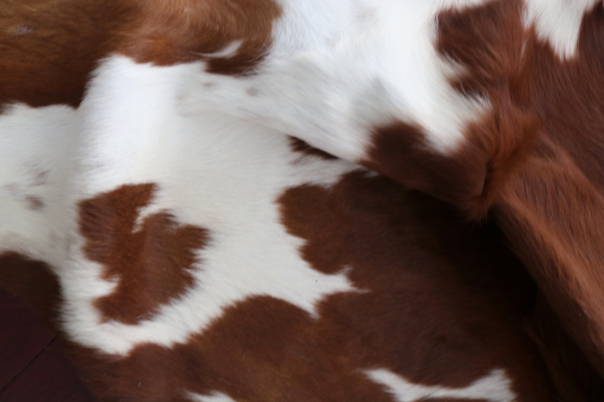 99331- Cowhide Rug BROWN & WHITE - Premium Collection