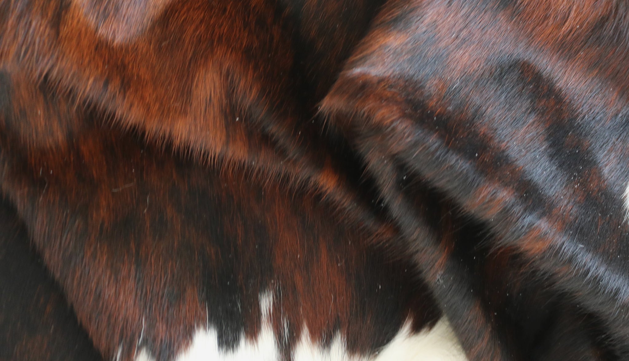 99348- Cowhide Rug TRICOLOR  - Premium Collection