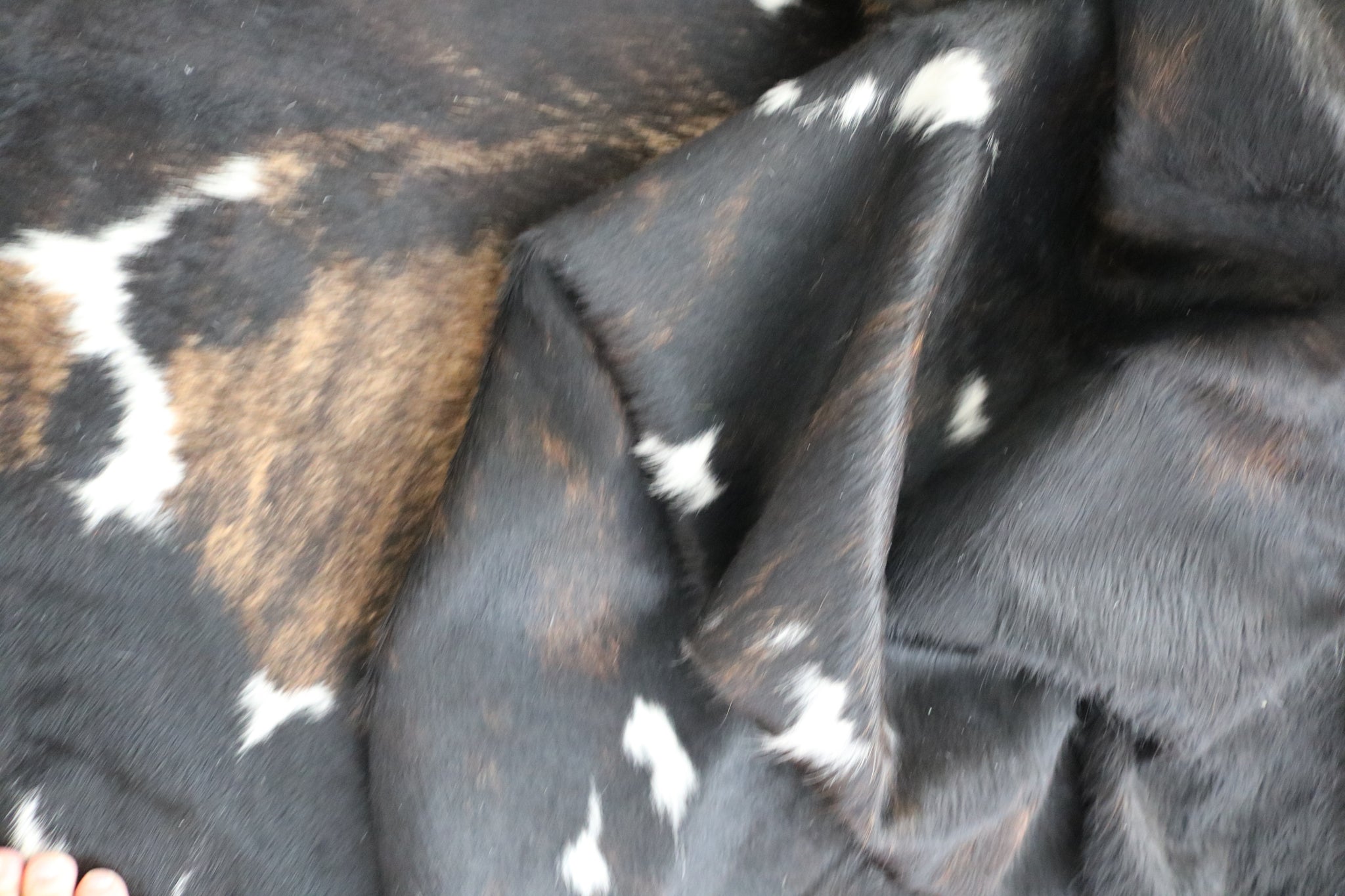 99352- Cowhide Rug TRICOLOR  - Premium Collection