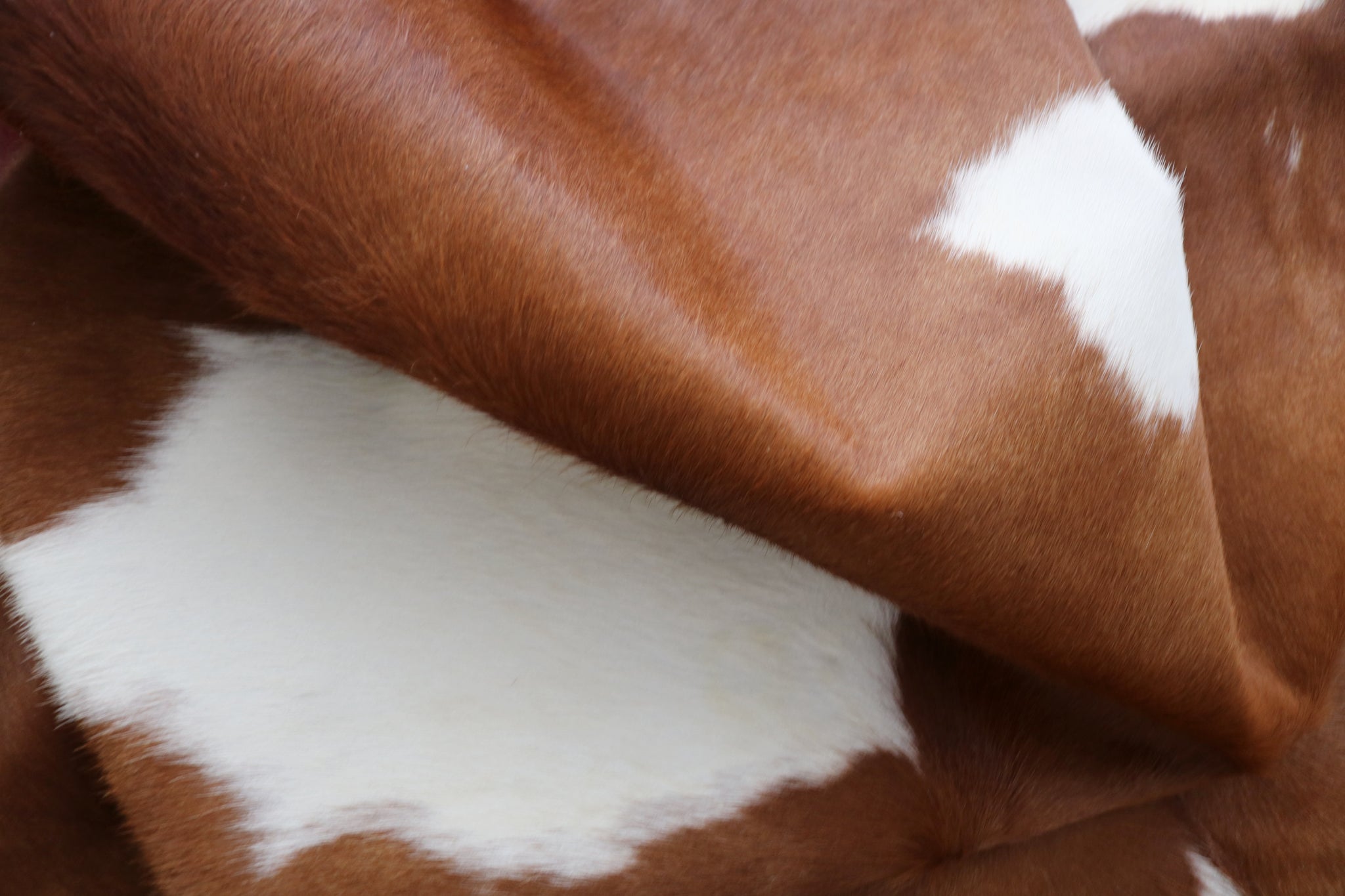 99353- Cowhide Rug BROWN & WHITE - Premium Collection