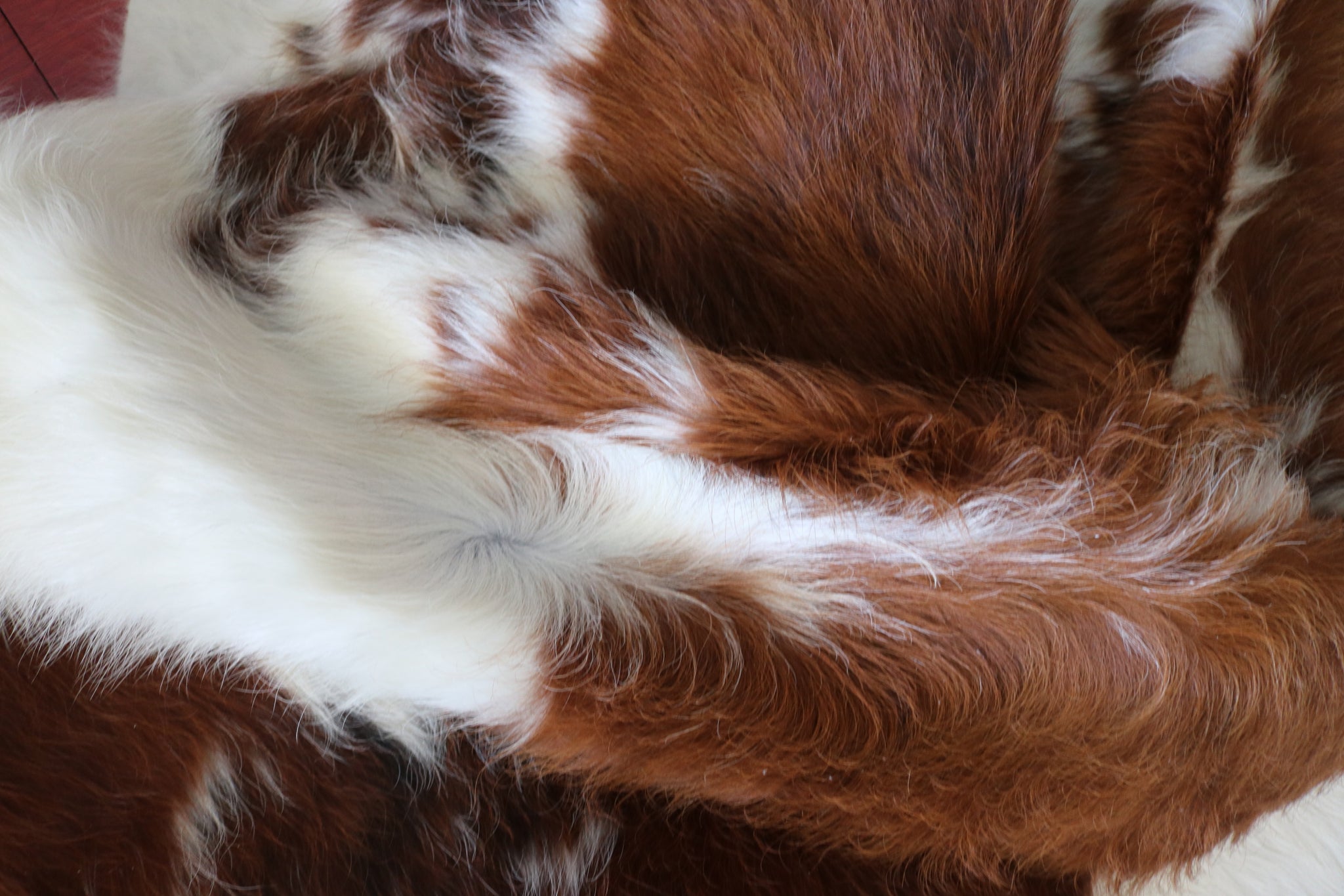 99361- Cowhide Rug TRICOLOR - Premium Collection