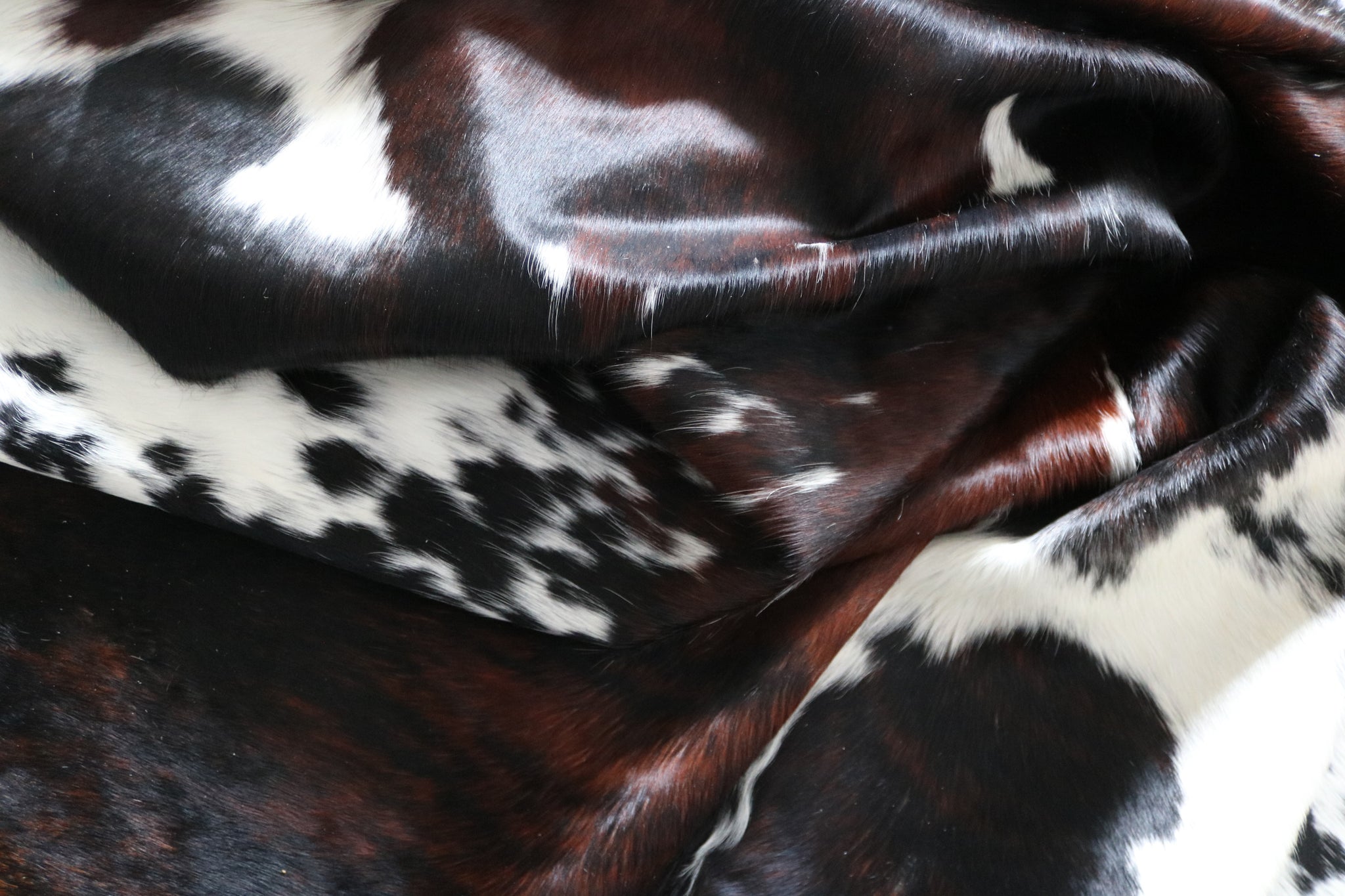 99718 Cowhide  rug TRICOLOR  - Premium  Collection  SUPER BIG SIZE XXXL
