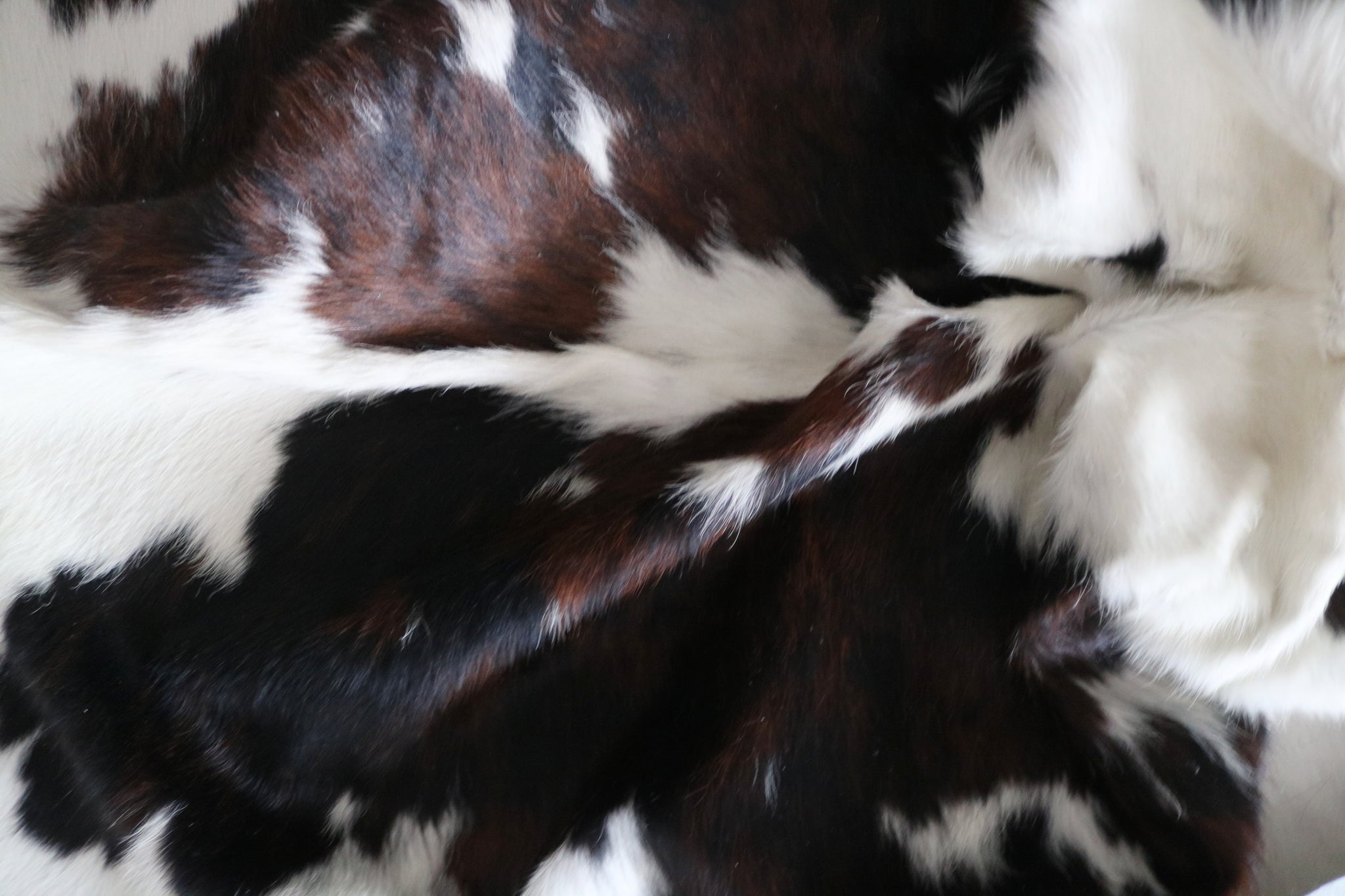 99723- Cowhide Rug -  TRICOLOR  Premium Collection