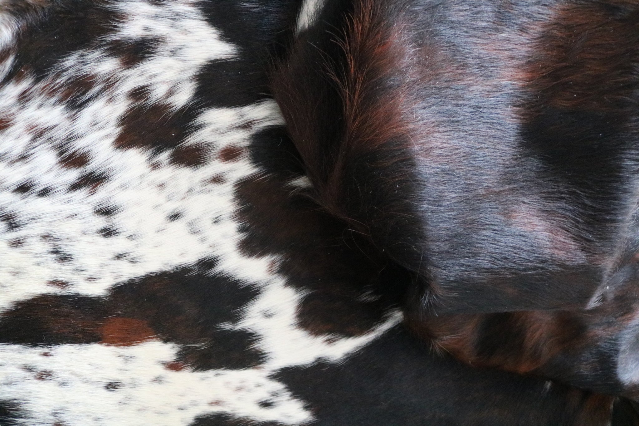 99725 Cowhide  rug TRICOLOR  - Premium  Collection  SUPER BIG SIZE XXXL