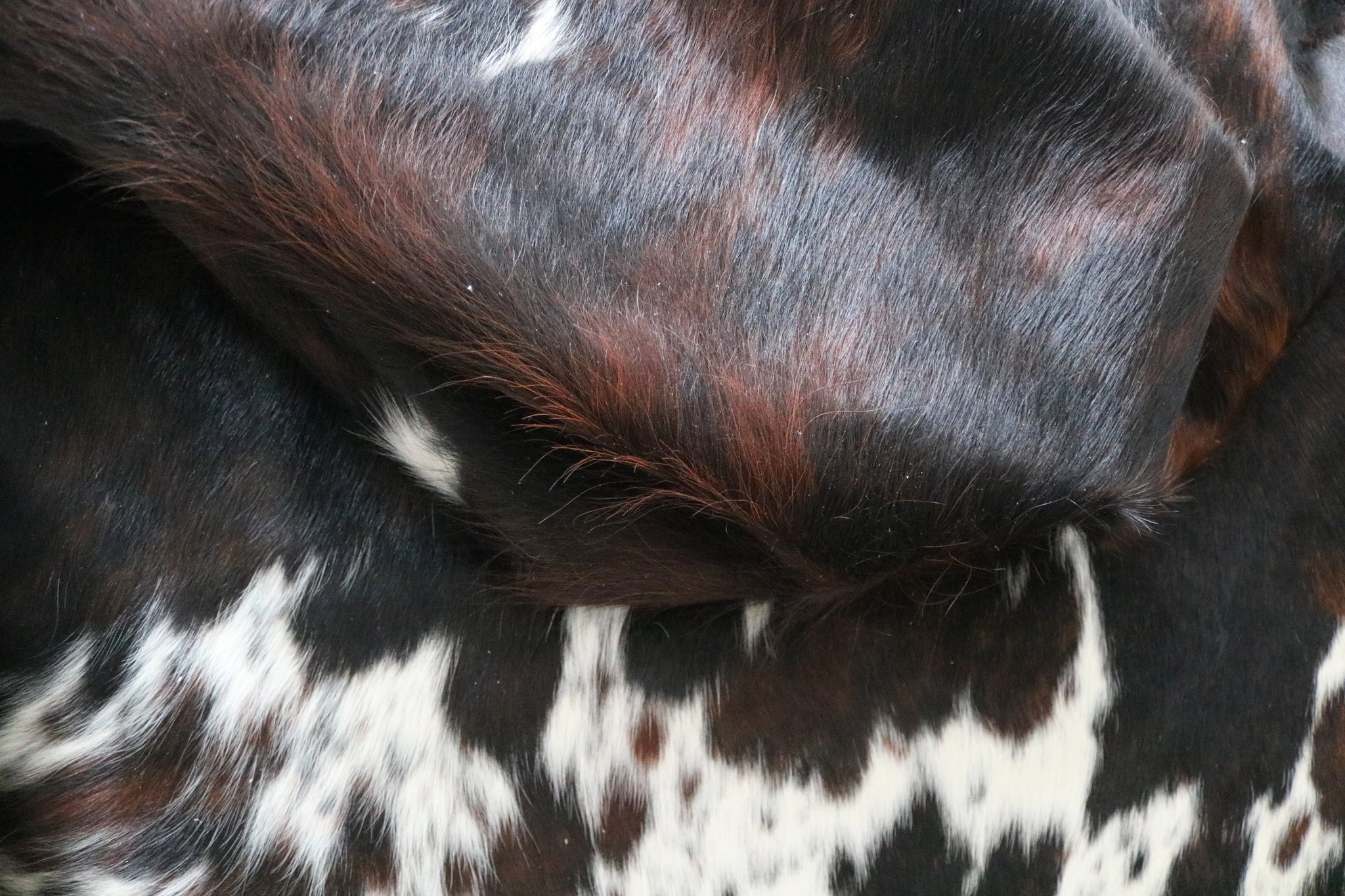 99725 Cowhide  rug TRICOLOR  - Premium  Collection  SUPER BIG SIZE XXXL