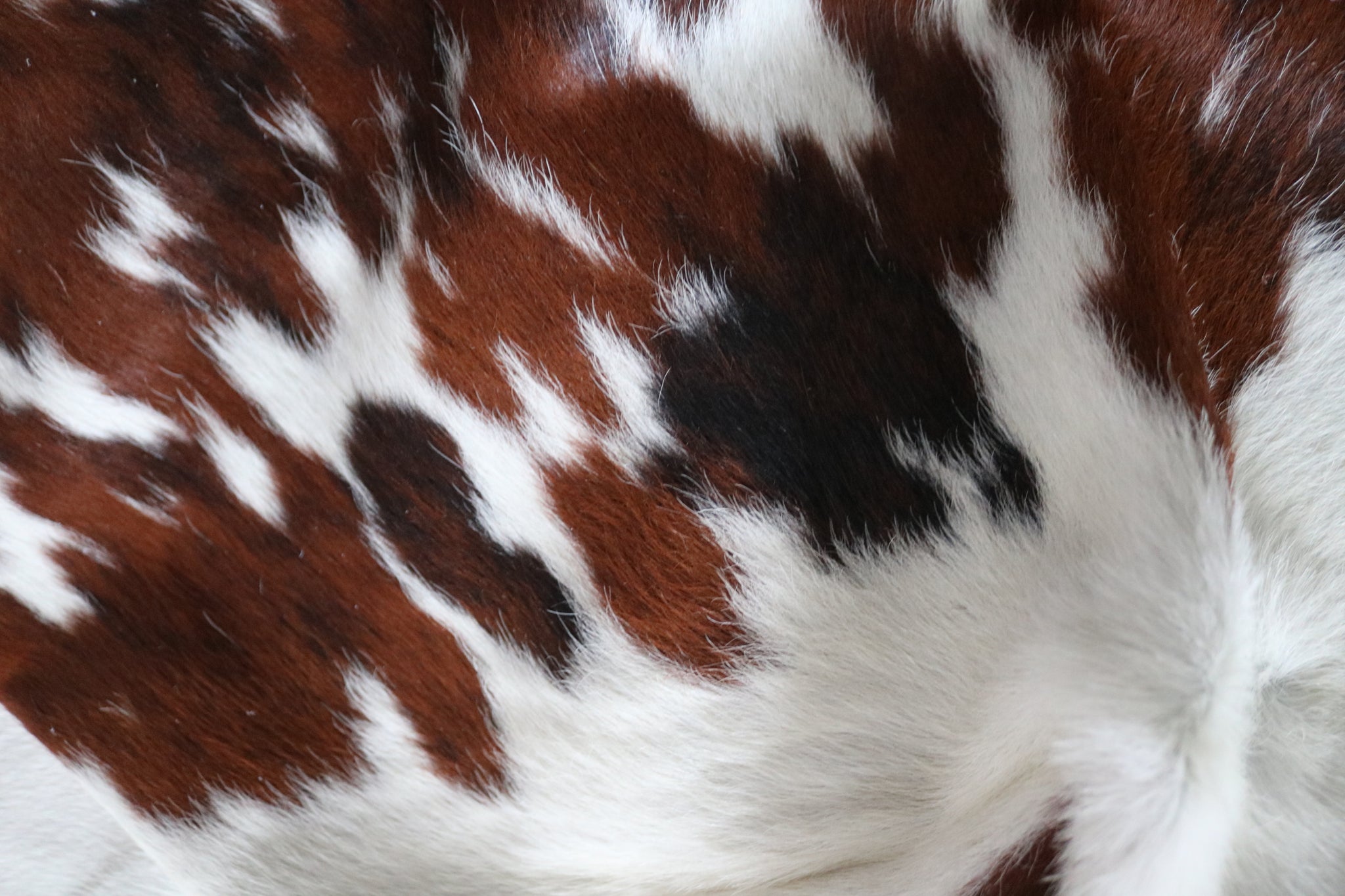 99727- Cowhide Rug -  TRICOLOR  Premium Collection