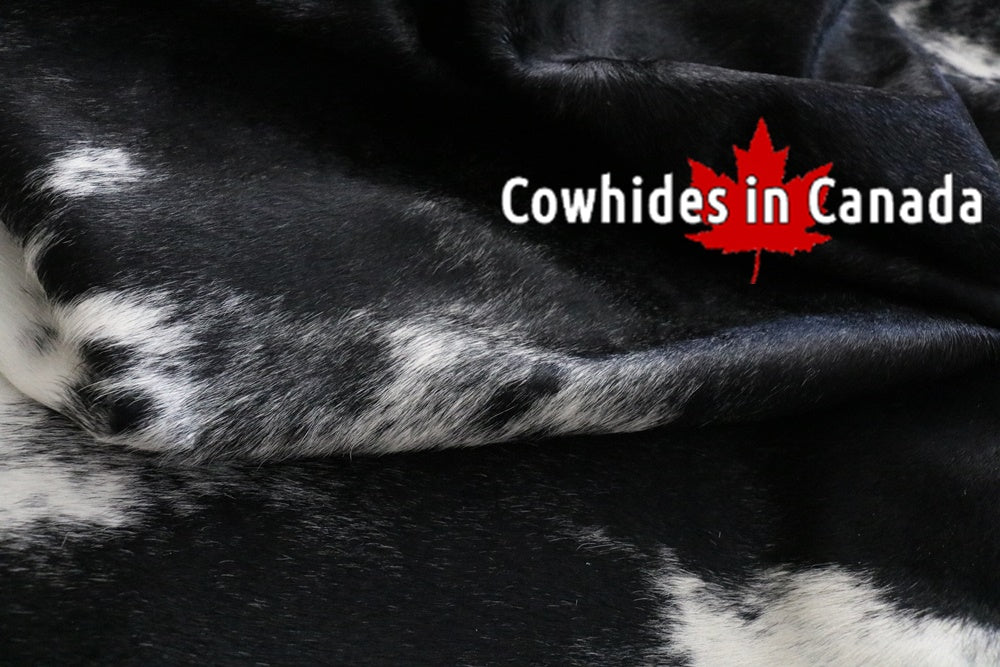 A 95112  Cowhide rug Collection Cowhides in Canada XXXL SUPER BIG SIZE