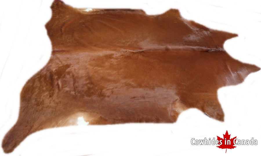 A 32571  Cowhide rug  Collection XXXXL  Cowhides in Canada SUPER BIG SIZE