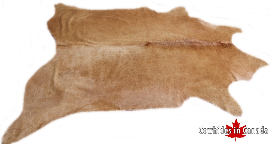 A  40041 Cowhide rug Collection Cowhides in Canada XXXL SUPER BIG SIZE