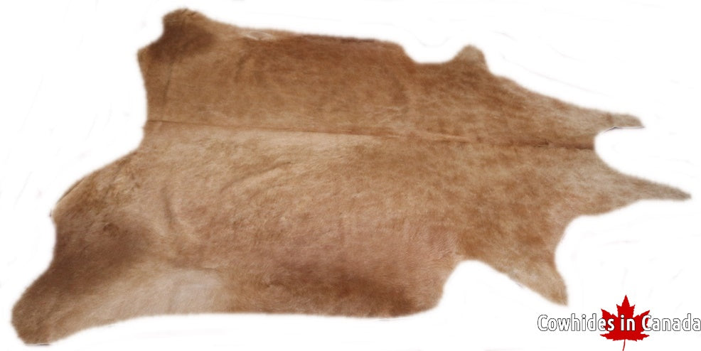 A  70631 Cowhide rug Collection Cowhides in Canada XXXL SUPER BIG SIZE