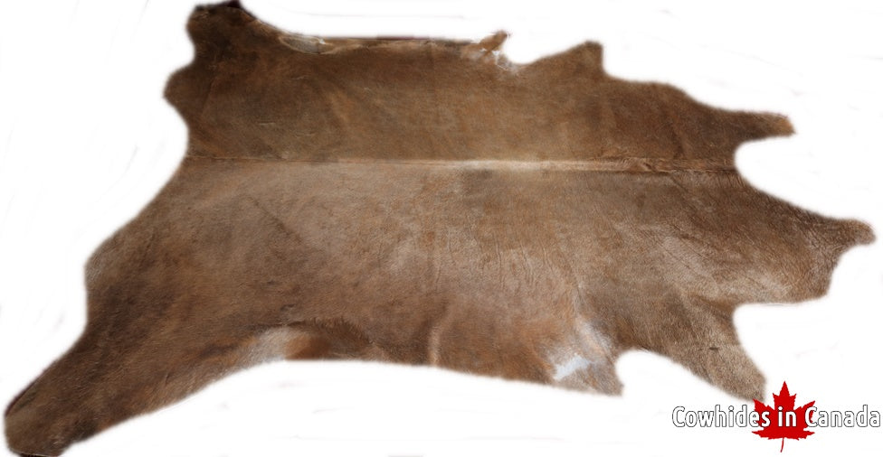 A  90009  Cowhide rug Collection Cowhides in Canada XXXL SUPER BIG SIZE