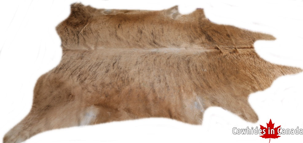 A  90051  Cowhide rug Collection Cowhides in Canada XXXL SUPER BIG SIZE