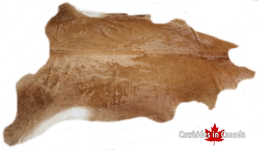 A 31075 Cowhide rug Collection XXXL Cowhides in Canada