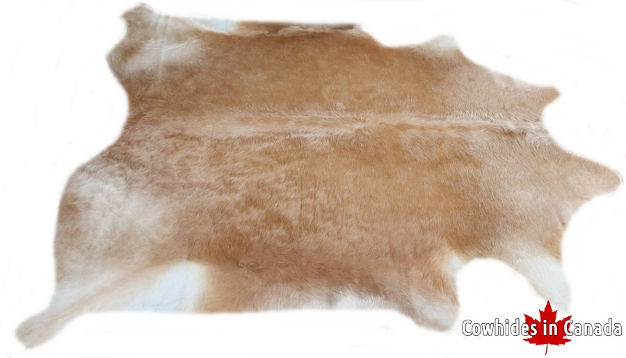 A 32018 Cowhide rug Collection  XXXL Cowhides in Canada