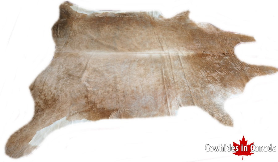 A 32431  Cowhide rug Collection XXXL  Cowhides in Canada SUPER BIG SIZE