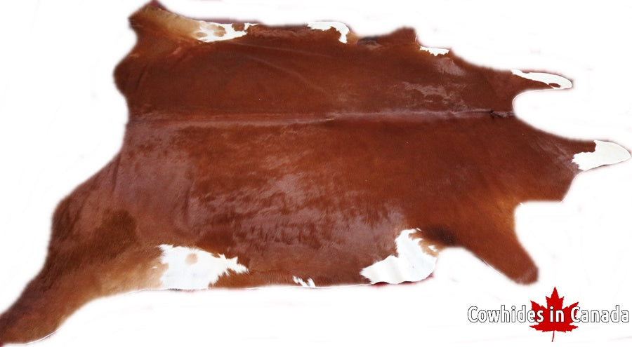 A 40012 Cowhide rug XXXL Collection Cowhides in Canada SUPER BIG SIZE