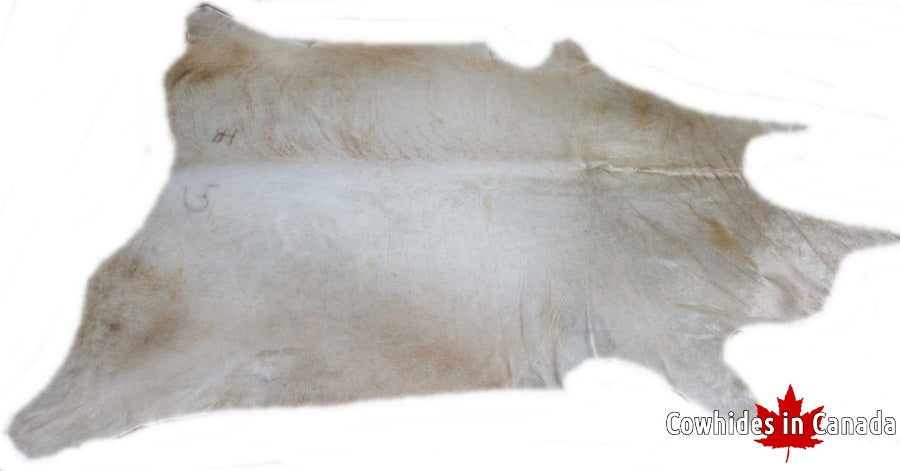 A 40013 Cowhide rug XXXL Collection Cowhides in Canada SUPER BIG SIZE